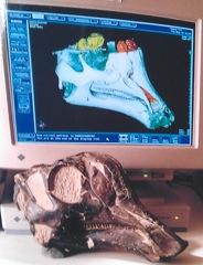 Hypacrosaurus skull and CT display on computer