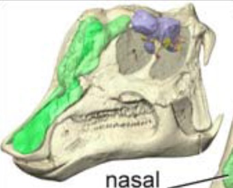 Nasal cavity and brain of hypacrosaurus CT are highlighted